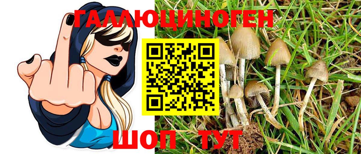 Галлюциногенные грибы Psilocybine cubensis Великий Устюг